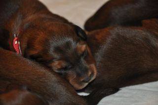 Jamniki d�ugow�ose